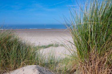 Hollanda 'daki Kuzey Denizi kıyısında deniz manzaralı bir kum tepeciğindeki marram otu.