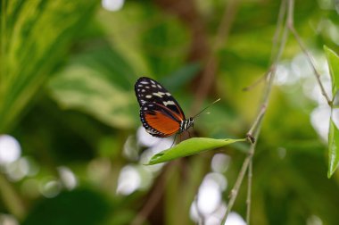 Yeşil bir yaprağın üzerinde Tutku Çiçeği Kelebeği (Heliconius hekale)