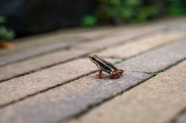 Anthony 'nin zehirli ok kurbağası (Epidobates anthonyi) kaldırımın kaldırım taşlarında oturur.