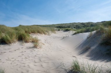 Hollanda 'nın Kuzey Denizi kıyısındaki kumsal çimleriyle kaplı kumul manzaraları