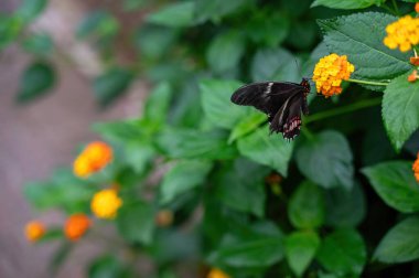 Kırmızı lekeli Kırlangıç Kelebeği (Papilio anchisiades) bir çiçeğin üzerinde