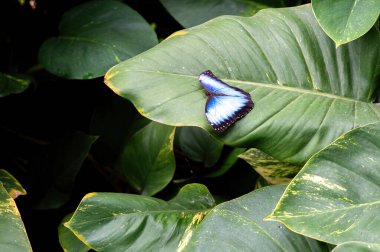 Mavi Morpho Kelebeği (Morpho Peleides) yeşil bir yaprağın üzerinde oturuyor