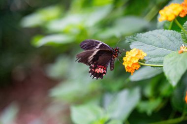 Kırmızı lekeli Kırlangıç Kelebeği (Papilio anchisiades) bir çiçeğin üzerinde