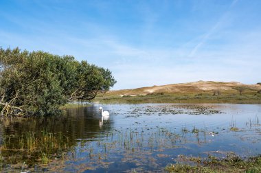 Hollanda 'da Egmond aan Zee yakınlarındaki bir doğa koruma alanında, bir kuğu (Cygnus) suda yüzer.