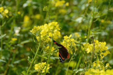 An Admiral butterfly  ( Vanessa atalanta ) sits among yellow mustard flowers in a field clipart