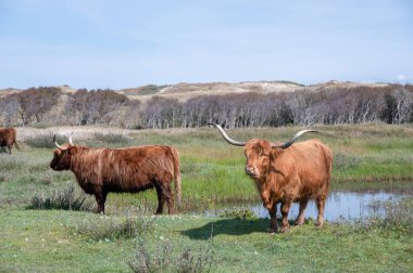 Scottish Highland cattle stand  on a small lake in the dune hinterland in a nature reserve near Egmond aan Zee in the Netherlands clipart