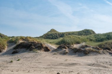 Hollanda 'nın Kuzey Denizi kıyısındaki kumsal çimleriyle kaplı kumul manzaraları