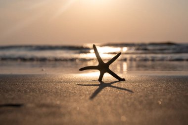 Gün batımında okyanus dalgalarının önündeki kumsalda bir deniz yıldızı.