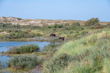 Konik vahşi atları ve Exmoor midillileri, Hollanda 'da Egmond aan Zee yakınlarındaki çalıların çoğalmasını engellemek için, doğal olarak kumulların idaresi için, bir doğa koruma alanında bir kumul arazisinde yaşarlar.