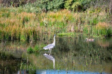 A grey heron (Ardea cinerea) stands in the water of a small lake in a nature reserve near Egmond aan Zee in the Netherlands clipart