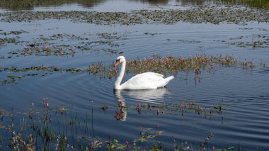 Beyaz bir kuğu (Cygnus) Hollanda 'da Egmond aan Zee yakınlarındaki bir doğa koruma alanında küçük bir gölün sularında yüzer.
