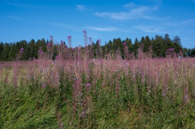 Çiçek açan söğüt (Epilobium angustifolium) mavi gökyüzü ve arka planda ağaçlar olan yeşil bir çayırda