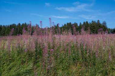 Blooming willowherb (Epilobium angustifolium) on a green meadow with blue sky and  trees in the background clipart