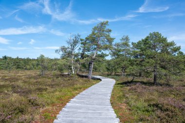Kara fundalık Rhoen, Bavyera, Almanya 'da, yazın Heather ve yeni bir kırlık yolda