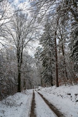 Spessart, Bavyera, Almanya 'da güneşli bir kış gününde tarla yolu olan ormandaki ağaçlar karla dolu.