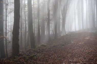 Sonbaharda bir ormanda sabah sisinde güneş parlar.