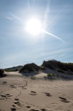 Hollanda 'nın Kuzey Denizi kıyısında kumsal çimleri ve güneşli kumul manzaraları