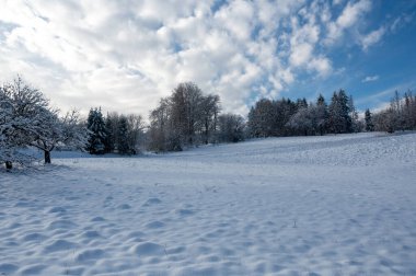 Trees in winter, with lots of snow, blue skies  and clouds clipart