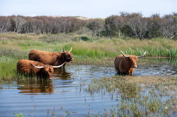 Hollanda 'da Egmond aan Zee yakınlarındaki bir doğa koruma alanında, kumsal iç kesimindeki küçük bir gölün kıyısındaki İskoç Highland sığırları su üzerinde duruyor.