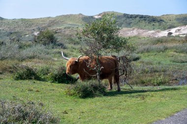 Hollanda 'da Egmond aan Zee yakınlarındaki bir doğa parkındaki bir ağacın dalları arasında duran, kum tepelerindeki bir İskoçyalı sığır sürüsü.