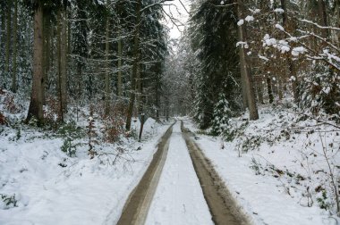 Bir kış günü Spessart, Bavyera, Almanya 'da tarla yolu olan bir ormanda karla dolu ağaçlar.