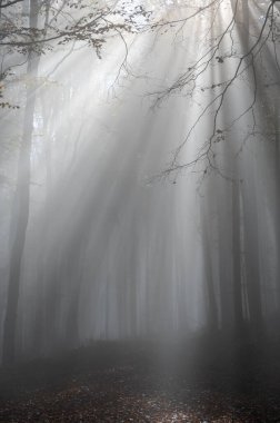 Sonbaharda bir ormanda sabah sisinde güneş parlar.