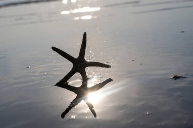 Gün batımında deniz dalgalarında bir deniz yıldızı.