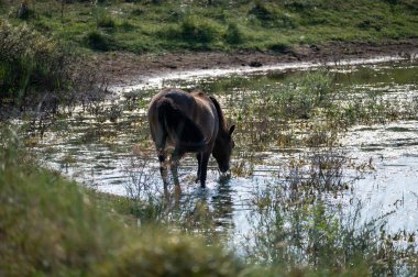 Konik vahşi atları ve Exmoor midillileri, Hollanda 'da Egmond aan Zee yakınlarındaki çalıların çoğalmasını engellemek için, doğal olarak kumulların idaresi için, bir doğa koruma alanında bir kumul arazisinde yaşarlar.