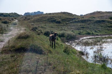 Konik vahşi atları ve Exmoor midillileri, Hollanda 'da Egmond aan Zee yakınlarındaki çalıların çoğalmasını engellemek için, doğal olarak kumulların idaresi için, bir doğa koruma alanında bir kumul arazisinde yaşarlar.