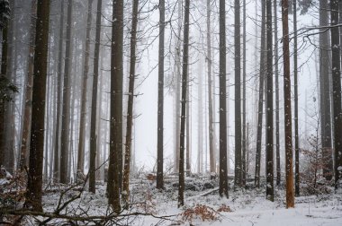 Kışın karlı ve sisli bir ormanda ağaçlar