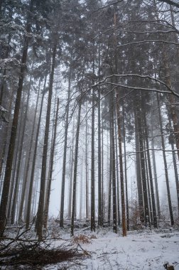 Trees in a forest in winter with snow and fog clipart