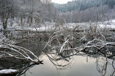 Küçük bir gölün sularında karla kaplı dallar.
