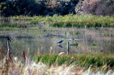 Hollanda 'da Egmond aan Zee yakınlarında küçük bir gölün suyunda gri bir balıkçıl (Ardea cinerea) bulunur.