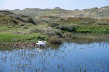 Hollanda 'da Egmond aan Zee yakınlarındaki bir doğa koruma alanında, bir kuğu (Cygnus) suda yüzer.