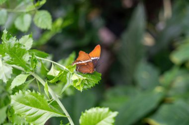Yeşil yapraklı yeşil kelebek Siproeta metaforu.