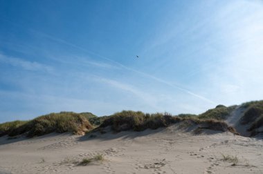 Hollanda 'nın Kuzey Denizi kıyısındaki kumsal çimleriyle kaplı kumul manzaraları