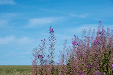 Willowherb (Epilobium angustifolium) with sky clipart