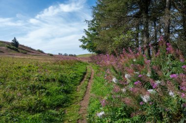Çiçek açan willowhere (Epilobium angustifolium) bir çayırda, ağaçlı ve mavi gökyüzü olan bir patikanın yanında, yolun sonunda bir bank