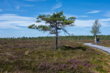 Kara fundalık Rhoen, Bavyera, Almanya 'da, yazın Heather ve yeni bir kırlık yolda