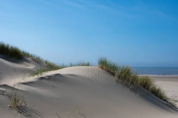 View over the dunes with beach grass towards the sea, on the North Sea coast in the Netherlands with a blue sky