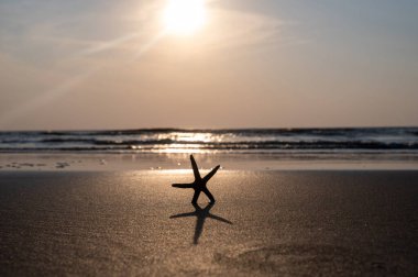 Gün batımında okyanus dalgalarının önündeki kumsalda bir deniz yıldızı.