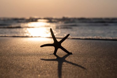 Gün batımında okyanus dalgalarının önündeki kumsalda bir deniz yıldızı.