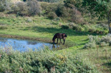 Konik vahşi atları ve Exmoor midillileri, Hollanda 'da Egmond aan Zee yakınlarındaki çalıların çoğalmasını engellemek için, doğal olarak kumulların idaresi için, bir doğa koruma alanında bir kumul arazisinde yaşarlar.