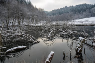 Küçük bir gölün sularında karla kaplı dallar.
