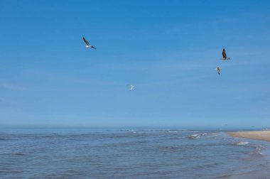 Seagulls flying over the water of the sea, with blue sky clipart