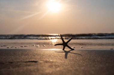 Gün batımında okyanus dalgalarının önündeki kumsalda bir deniz yıldızı.