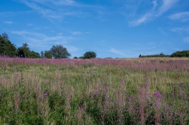 Çiçek açan söğüt (Epilobium angustifolium) mavi gökyüzü ve arka planda ağaçlar olan yeşil bir çayırda