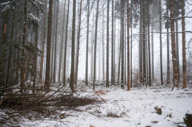 Kışın karlı ve sisli bir ormanda ağaçlar