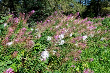 Blooming willowherb (Epilobium angustifolium) with numerous seed hairs for wind dispersal clipart