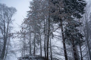 Trees in a forest in winter with snow and fog clipart